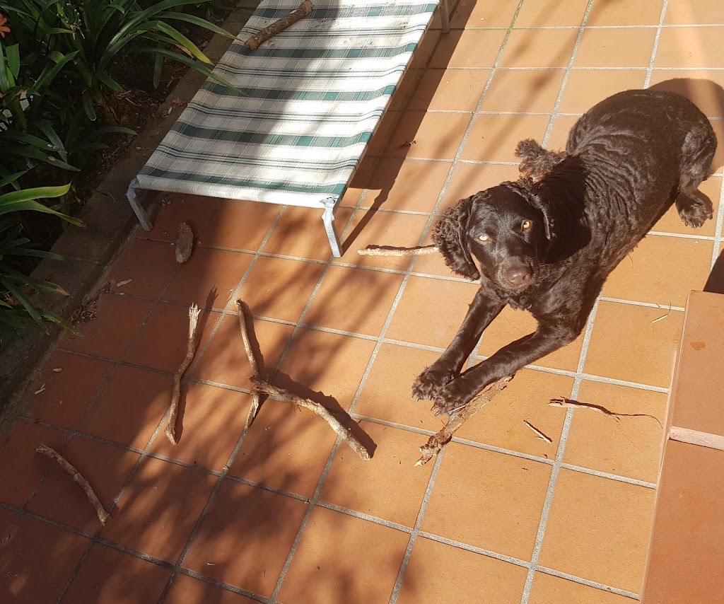 Wags Mobile Vet | Road, Cashmere QLD 4500, Australia | Phone: 0416 929 461