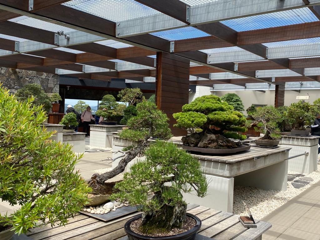 The National Bonsai and Penjing Collection | Forest Dr, Molonglo Valley ACT 2611, Australia | Phone: (02) 6207 8484