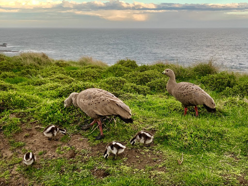 Phillip Island Nature Parks | zoo | 1019 Ventnor Rd, Summerlands VIC 3922, Australia | 0359512800 OR +61 3 5951 2800