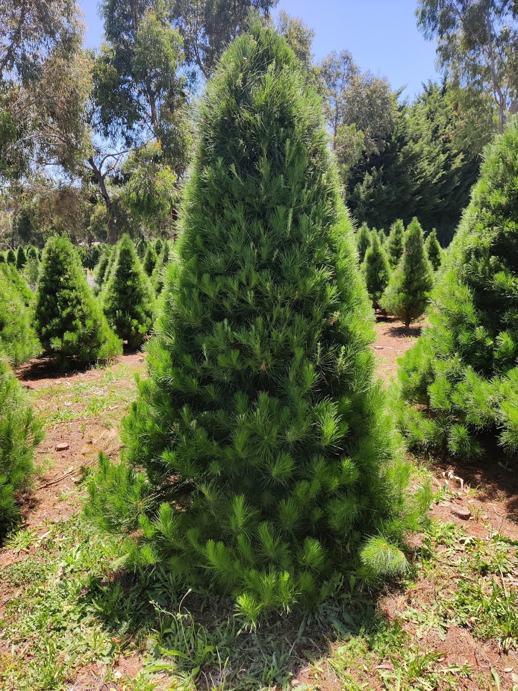 Cobradah Christmas Tree Farm | 85 Monbulk-Seville Rd, Wandin East VIC 3139, Australia | Phone: 0419 395 420