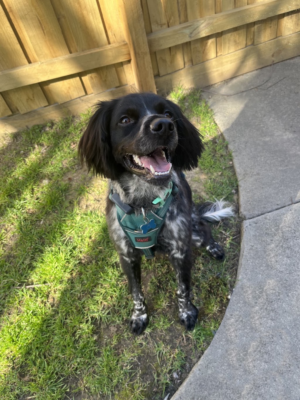 Top Dog Grooming & Wash | 185 Whitehorse Rd, Balwyn VIC 3103, Australia | Phone: 0492 975 442
