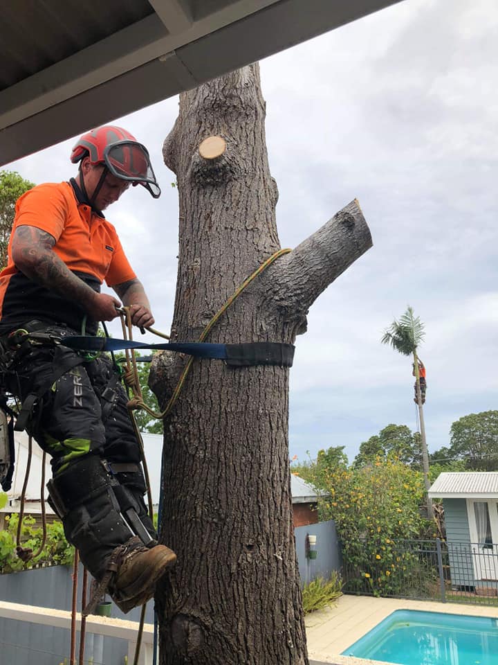 C & S Tree Services | 10 Victa Way, Bomaderry NSW 2541, Australia | Phone: 0431 744 772