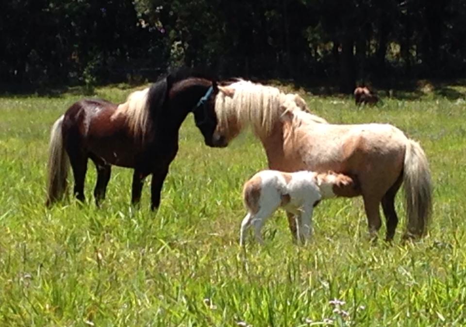 Revere Small Horses | 8 Walton Rd, Beerwah QLD 4519, Australia | Phone: 0405 123 093