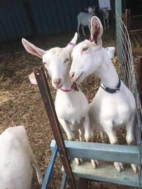 Little Cedar - Farmhouse Goat Cheese |  | 21 Bowers Rd, Winton VIC 3673, Australia | 0478056658 OR +61 478 056 658