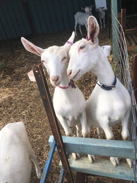 Little Cedar - Farmhouse Goat Cheese | 21 Bowers Rd, Winton VIC 3673, Australia | Phone: 0478 056 658