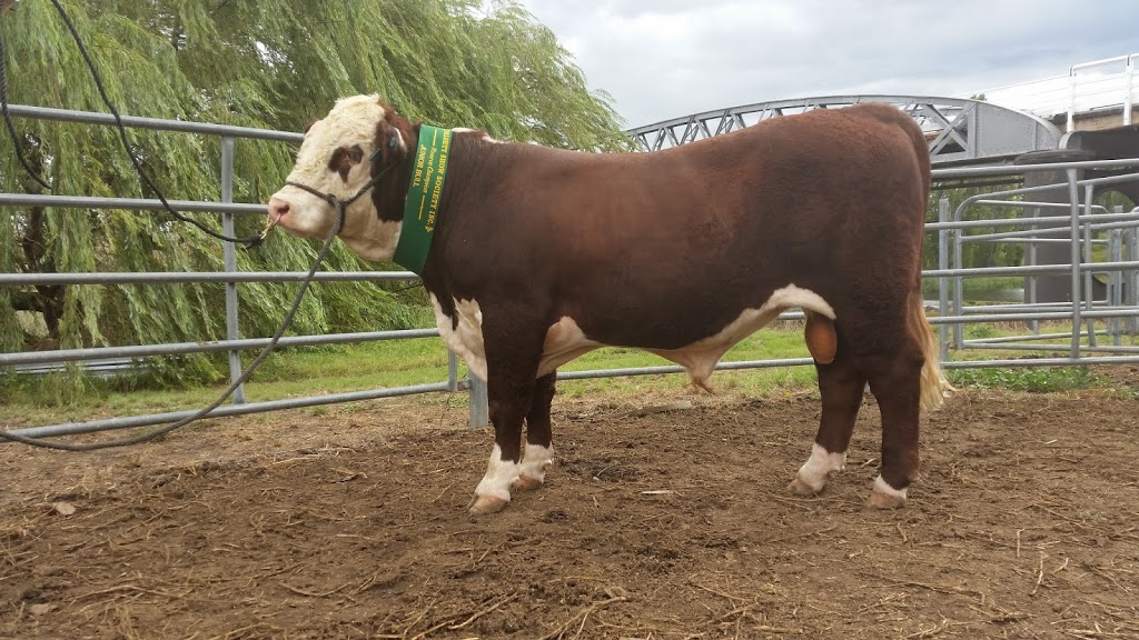 Josslyn Poll Herefords | 150 Browns Camp Rd, Delegate NSW 2633, Australia | Phone: 0433 881 574