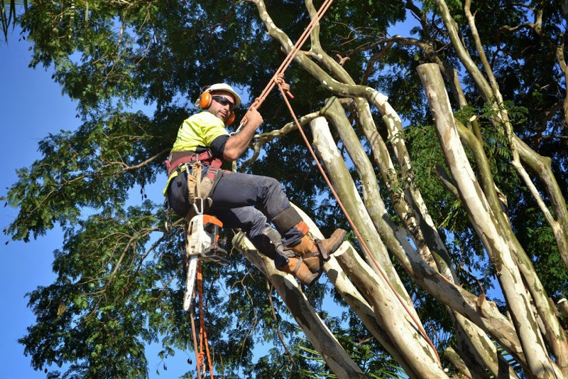 Strudwicks Tree Lopping | 9 Plumbs Rd, Tanah Merah QLD 4128, Australia | Phone: 0419 727 393