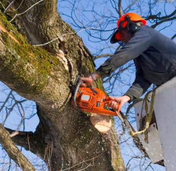 A-Local Tree Service | 5 Oxford St, Joyner QLD 4500, Australia | Phone: 0403 599 881