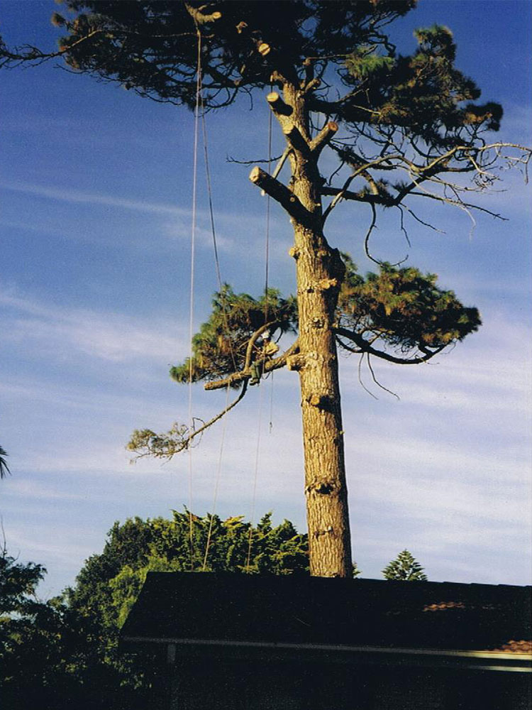 Adelaide Arborists |  | 4/33 Waddikee Rd, Lonsdale SA 5160, Australia | 0450460123 OR +61 450 460 123