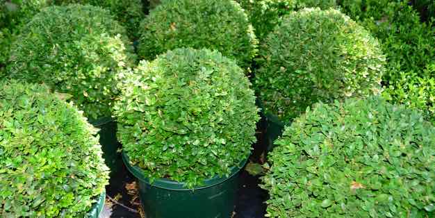 Bowral Box Hedging and Topiary | 11-13 Rose St, Bowral NSW 2576, Australia | Phone: 0410 408 804