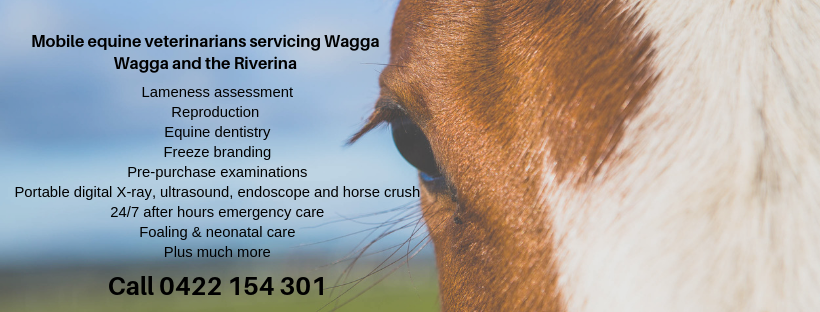 Riverina Equine Veterinary Services | veterinary care | 273 Oura Rd, North Wagga Wagga NSW 2650, Australia | 0422154301 OR +61 422 154 301