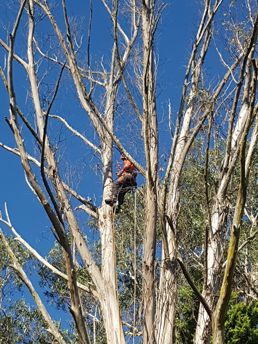 Greg Roberts Trees | 61a First Ave, Katoomba NSW 2780, Australia | Phone: 0419 982 405