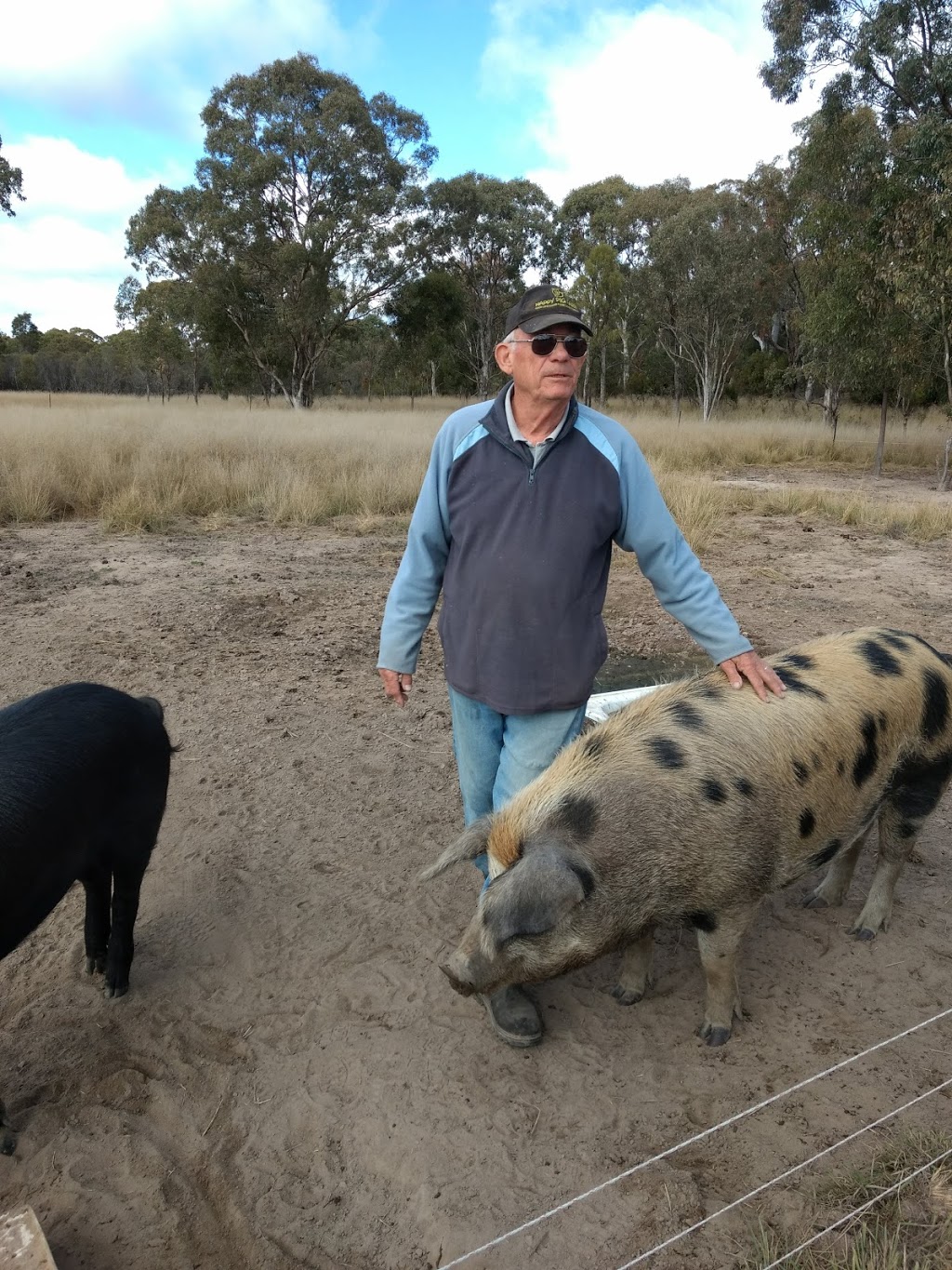 Happy Pig Farm | 32 Cameron Rd, Stanthorpe QLD 4380, Australia | Phone: 0411 988 415