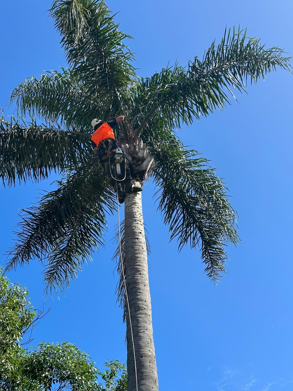 Pro Arborists northern beaches | 42A Tennyson Rd, Cromer NSW 2099, Australia | Phone: 0452 200 715
