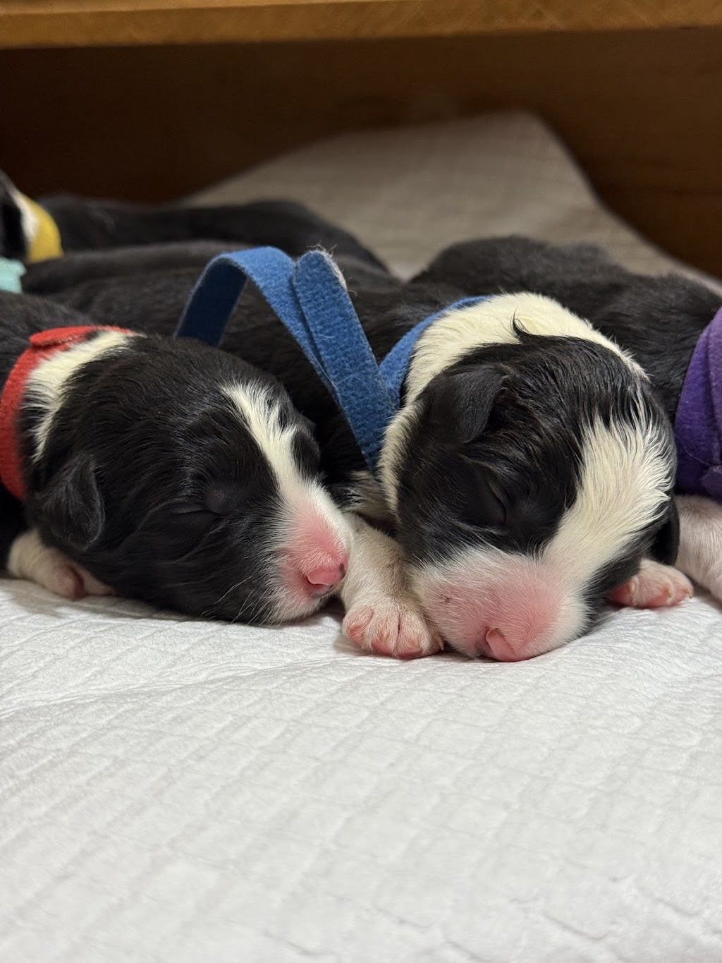 Ashbrooke Border Collies | Ashbrooke Rd, Wingen NSW 2337, Australia | Phone: 0493 531 190