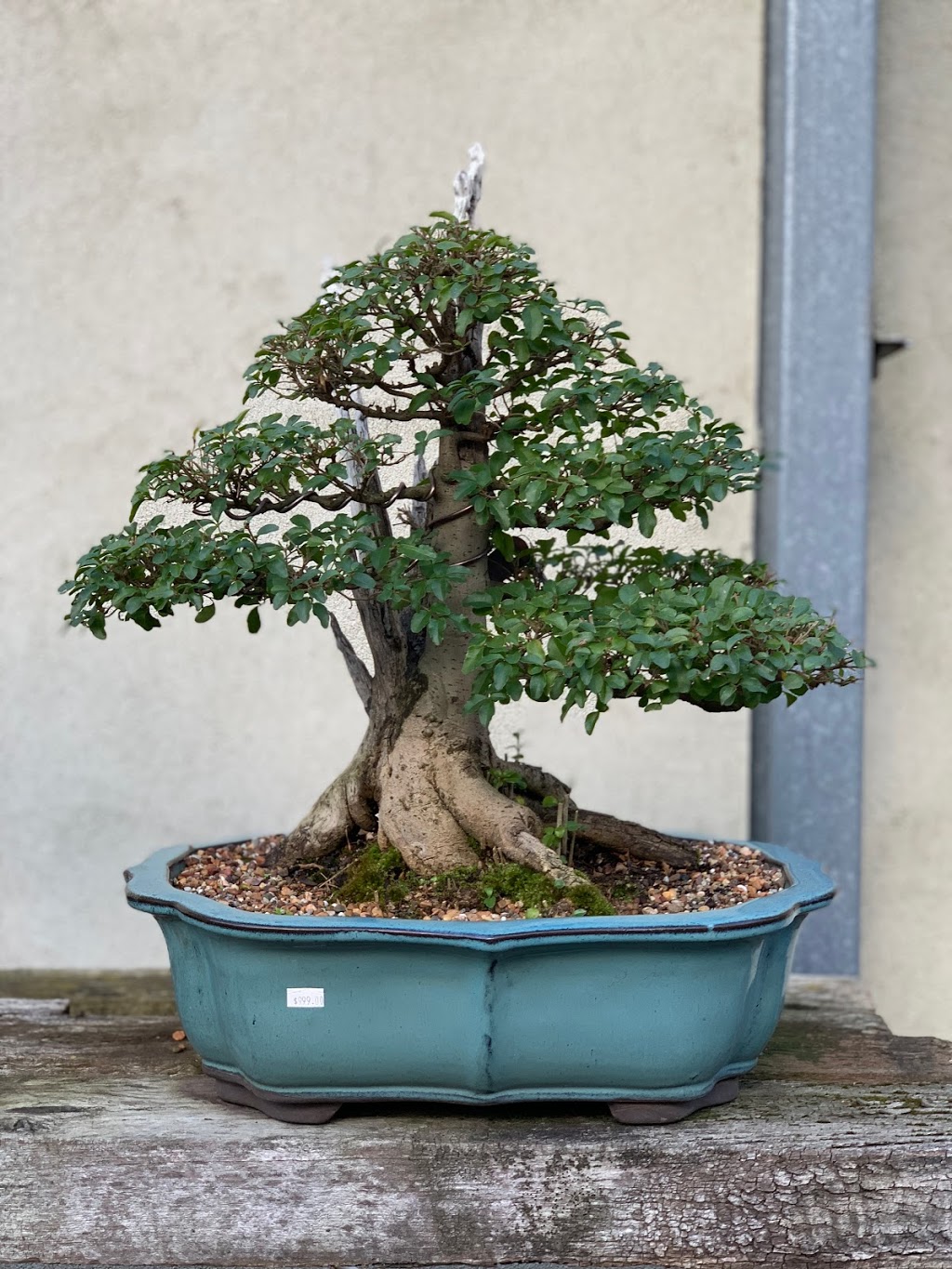 Bonsai Art Nursery | 236 Old Dandenong Rd, Heatherton VIC 3202, Australia | Phone: 0402 096 725