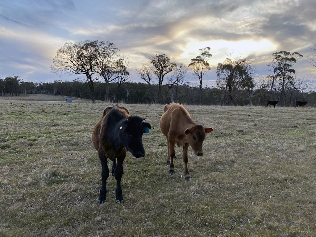 Constance Cattle | 1533 Wombeyan Caves Rd, High Range NSW 2575, Australia | Phone: 0413 453 525