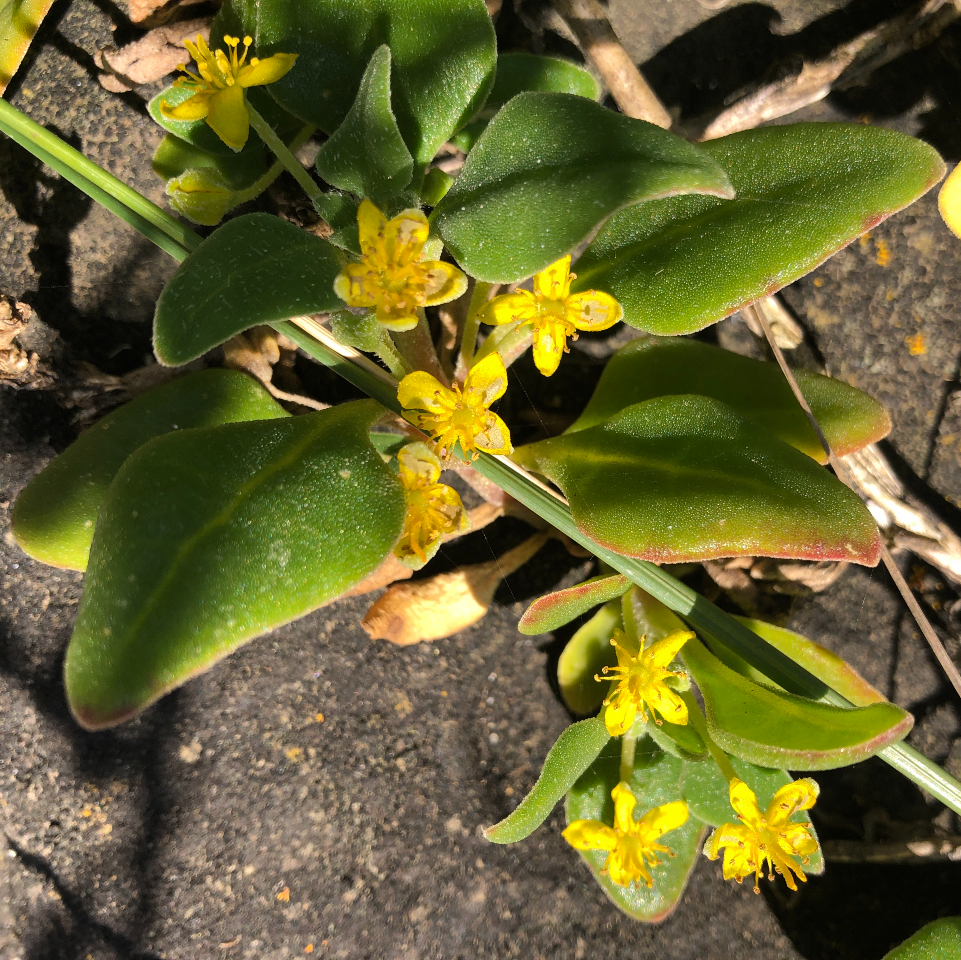 Shrub Club Community Nursery | Piggery La, Apollo Bay VIC 3233, Australia | Phone: 0405 409 494