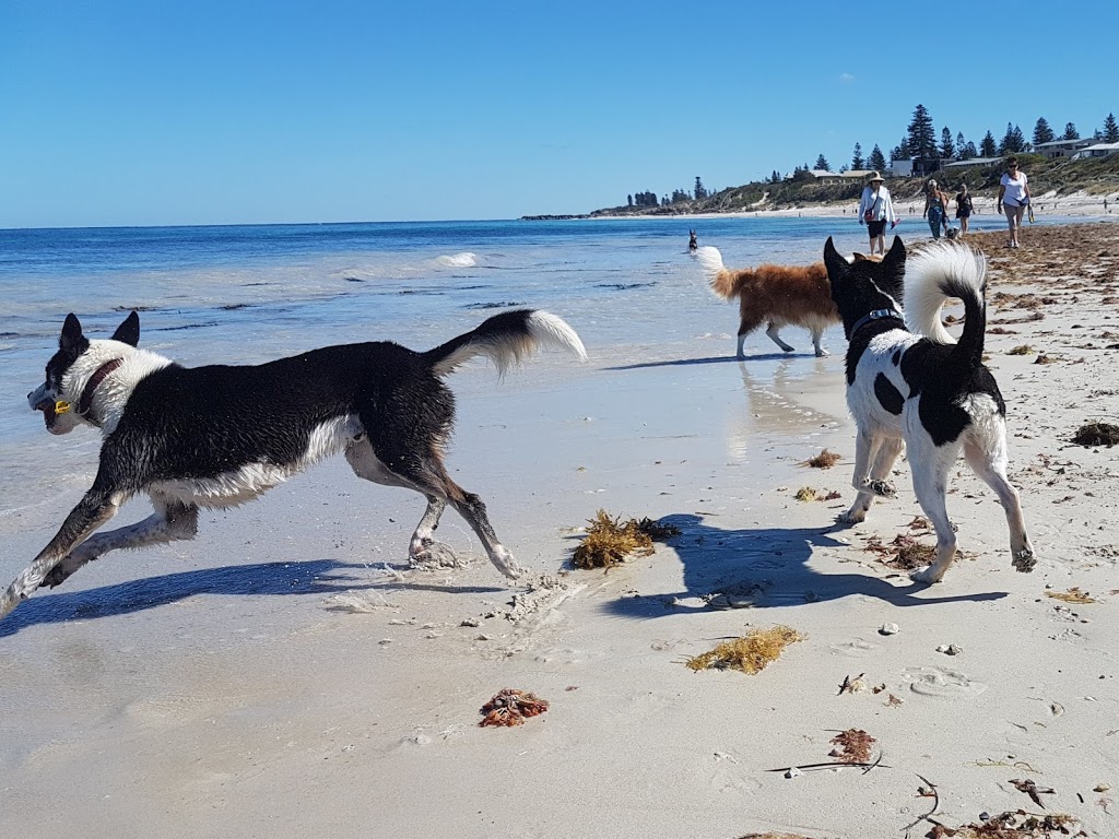 Mosman-Leighton Dog beach | gym | North Fremantle WA 6159, Australia
