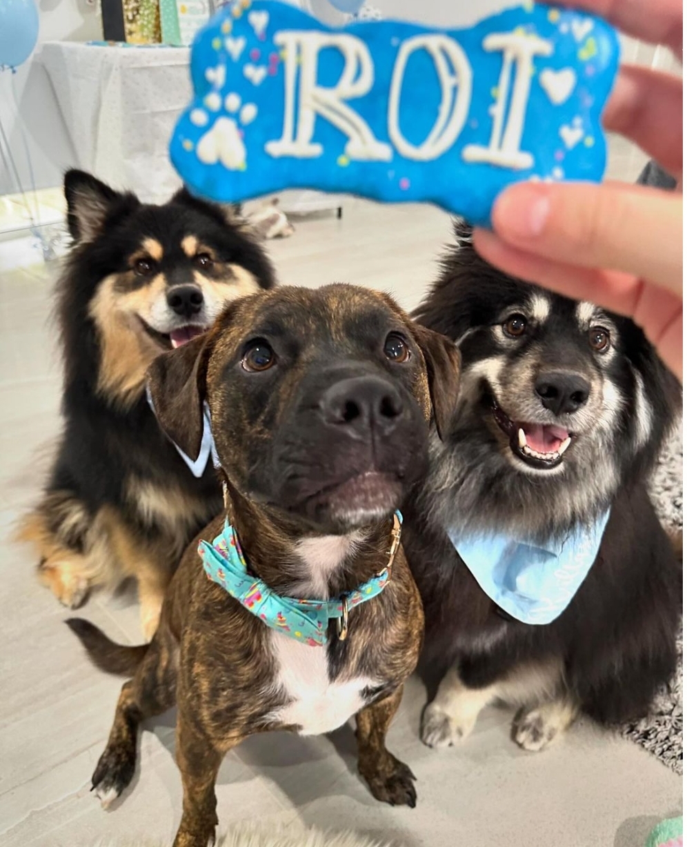 Brians Treats | 25 Schodel St, Woodridge QLD 4114, Australia | Phone: 0432 250 161