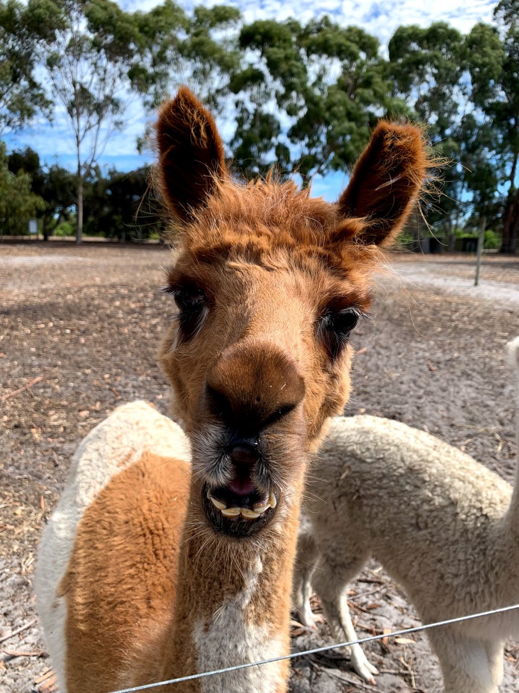 Wonky Windmill Farm | 218 Yelverton N Rd, Yelverton WA 6280, Australia | Phone: (08) 9755 7201