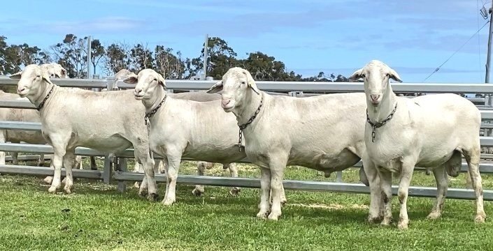 The SheepMaster Parent Stud | 837 Goodacre Dr, Woodstock NSW 2793, Australia | Phone: 0472 646 426
