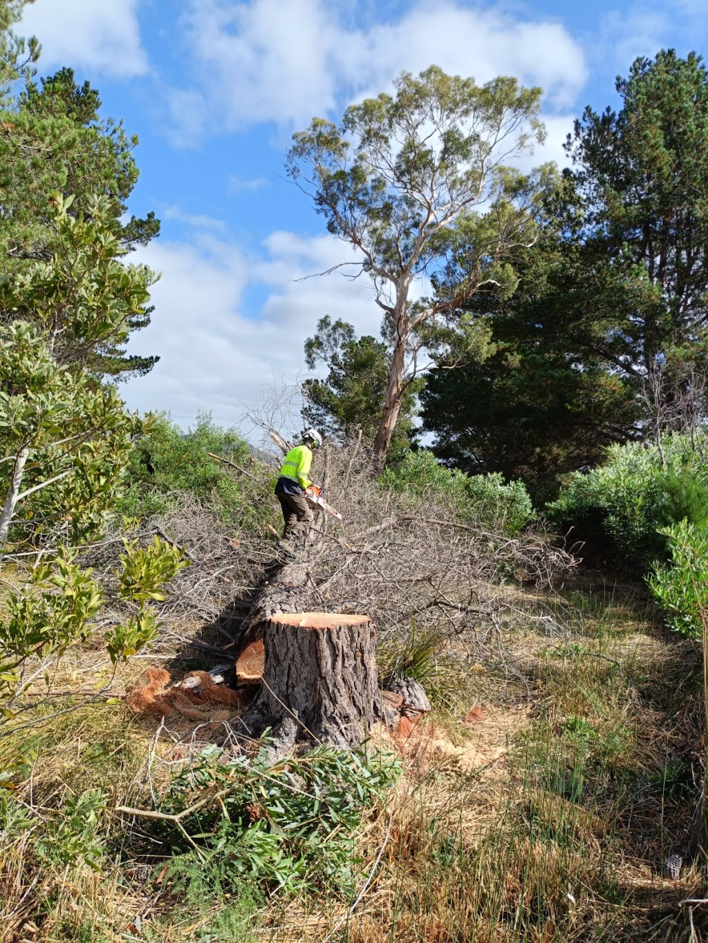 ASAP Arborist | 299 Millvale Rd, Dromedary TAS 7030, Australia | Phone: 0430 682 039