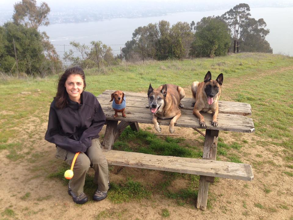 AbiK9 Dog Training | Alstonville NSW 2477, Australia | Phone: 0477 006 431