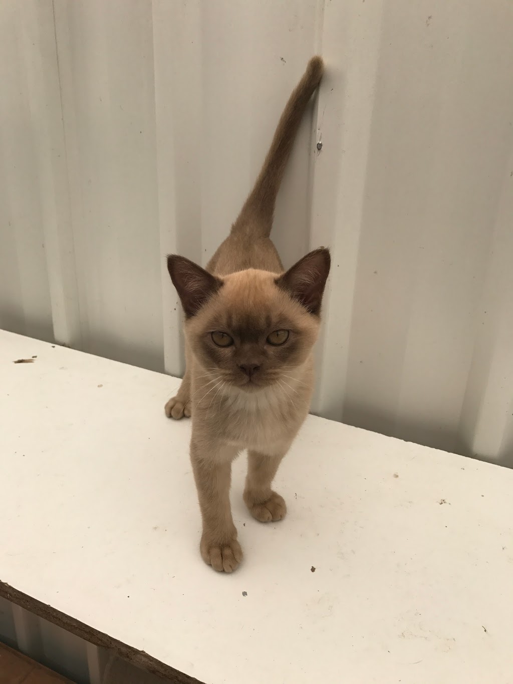Warbo Burmese Kittens For Sale Cattery | veterinary care | 3119 Beechmont Rd, Witheren QLD 4275, Australia | 0411863880 OR +61 411 863 880