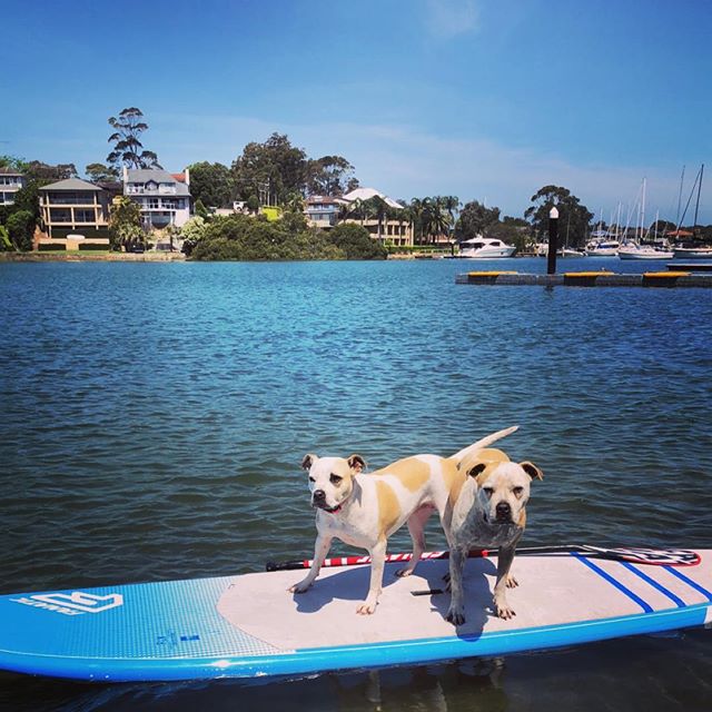 Wagging School Dog Training and Behaviour | Maroney Rd, Mangrove Mountain NSW 2250, Australia | Phone: 0421 752 696