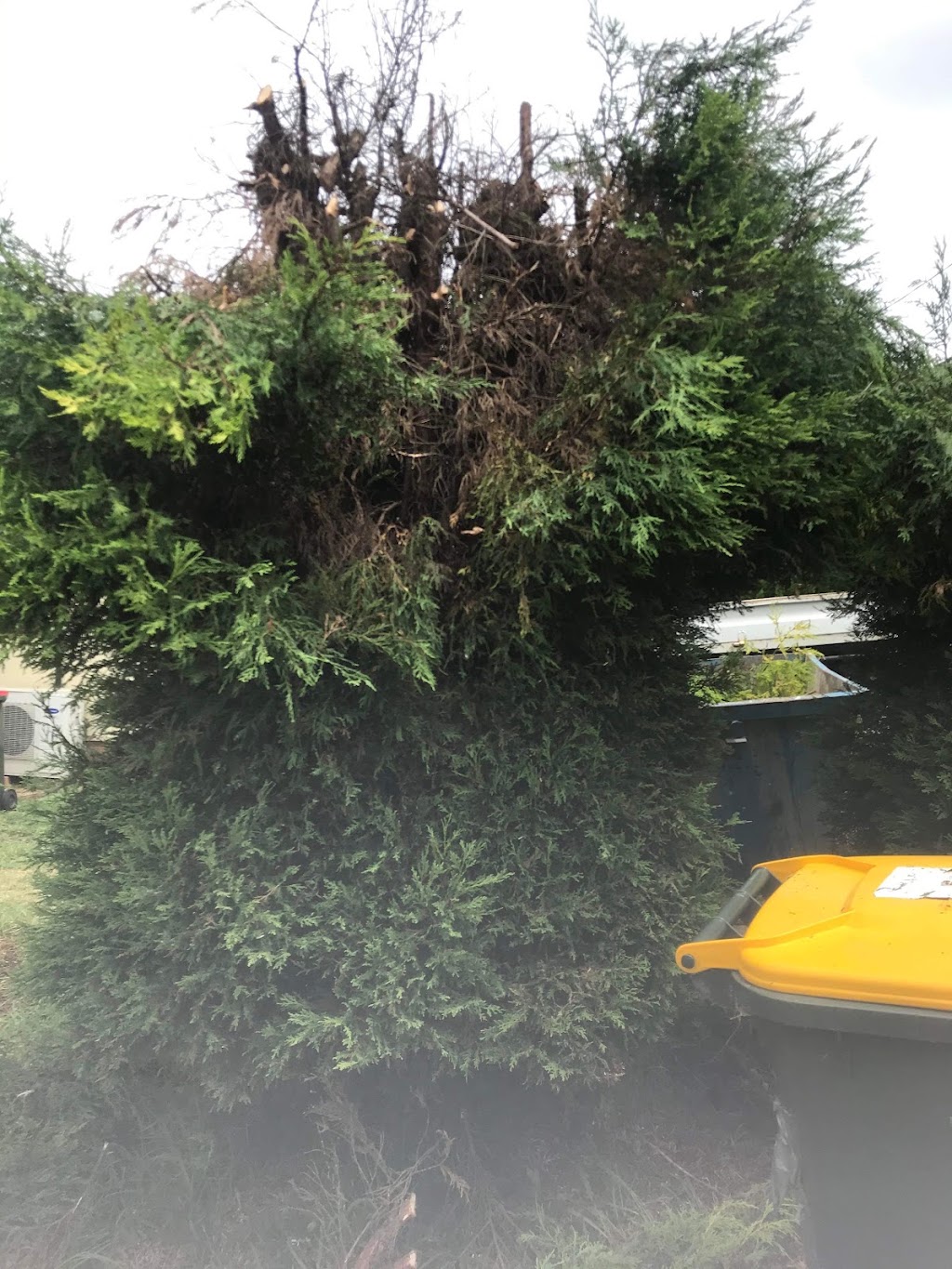 Magic Tree Services | 30 Heath St, Granville NSW 2142, Australia | Phone: (02) 5661 8855
