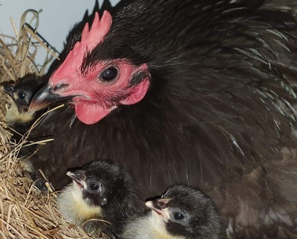 Mayers Well Poultry | 233 Jansens Rd, Mount Ossa QLD 4741, Australia | Phone: 0494 014 711