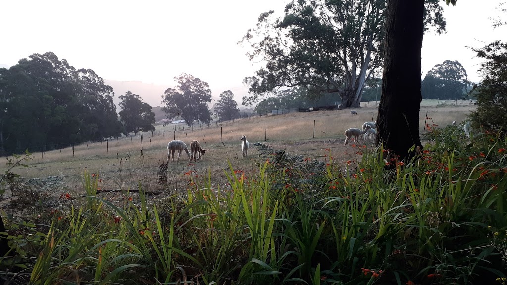 Alternative View Alpacas | 65 Pines Rd, Mirboo North VIC 3871, Australia | Phone: 0427 201 192