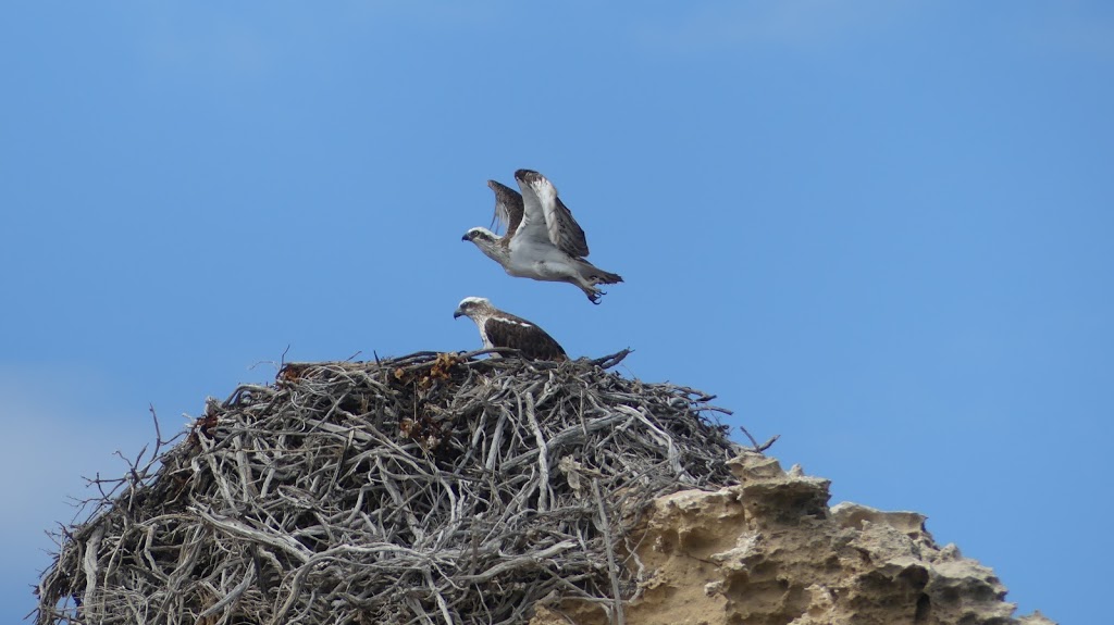 Marion Bay Ocean Safari | 17 Osprey Dr, Marion Bay SA 5575, Australia | Phone: 0407 609 988