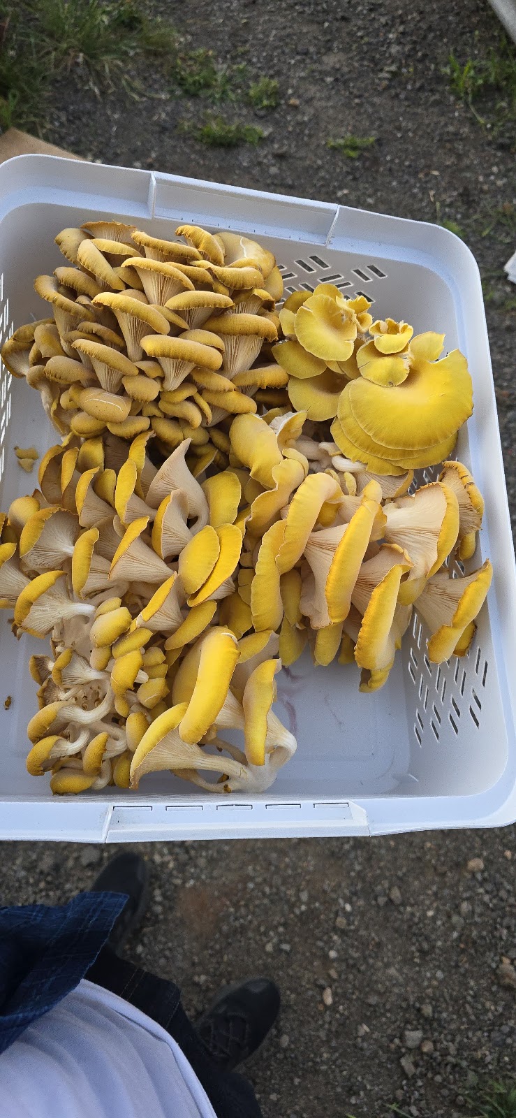 Tiny Farm Sydney | 195 Williamswood Rd, Mount Hunter NSW 2570, Australia | Phone: 0416 196 668