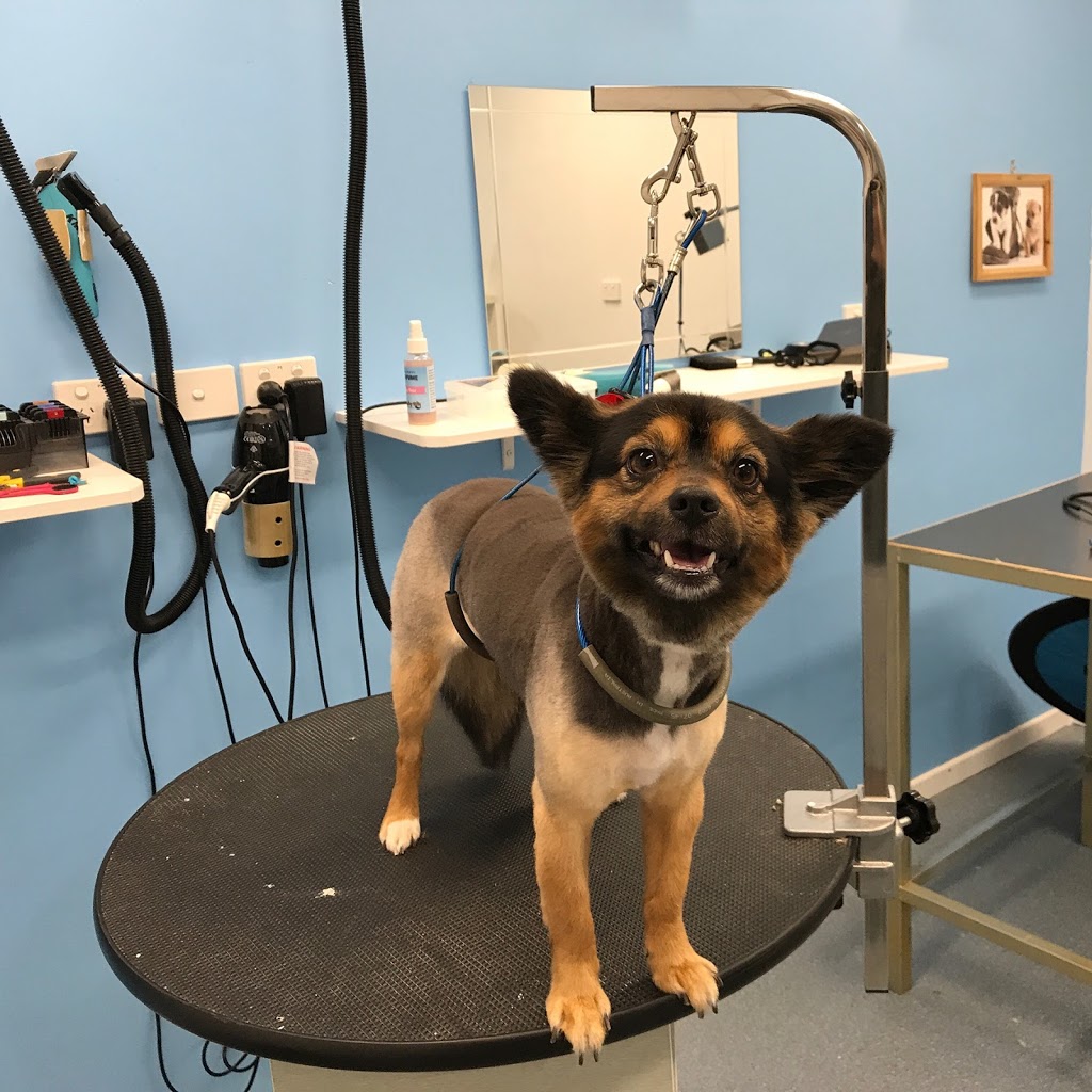 Hairy Tails Dog Grooming Boutique | pet store | 7C/193 Morayfield Rd, Morayfield QLD 4506, Australia | 0431272565 OR +61 431 272 565