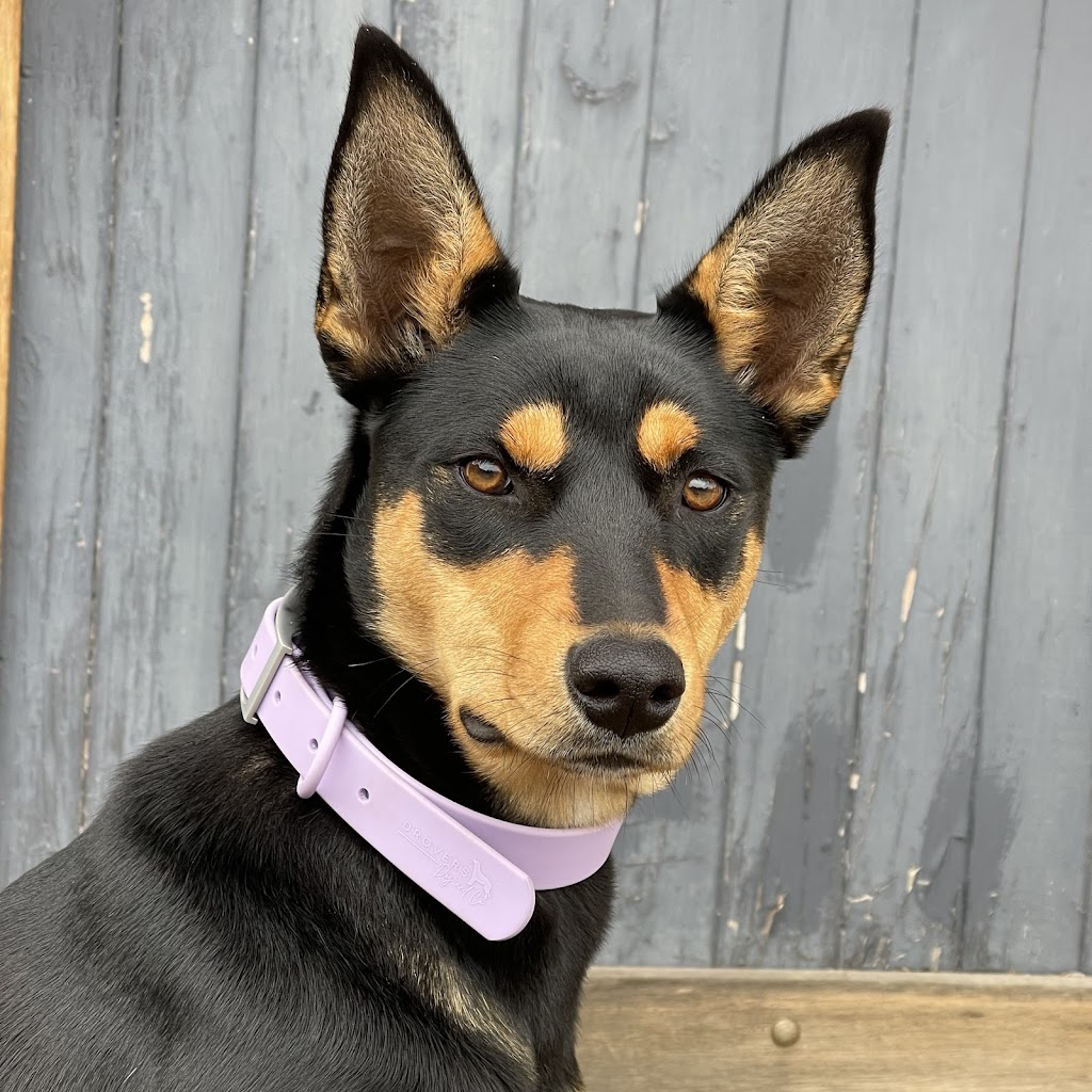 Drovers Dog and Co | 20 Ridgeview Ln, Wambrook NSW 2630, Australia | Phone: 0421 519 084