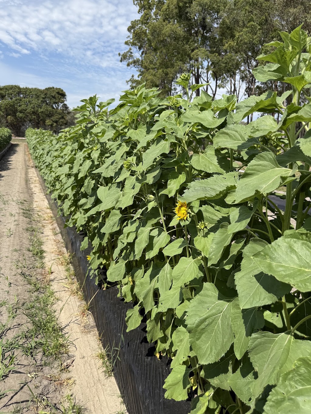 Sweet Acres | 165 Newlands Rd, Wamuran QLD 4512, Australia | Phone: 0459 147 061