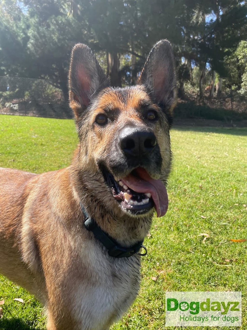 Dogdayz Dog Boarding - Lysterfield | 32 Powells Rd, Lysterfield VIC 3156, Australia | Phone: (03) 9752 7273