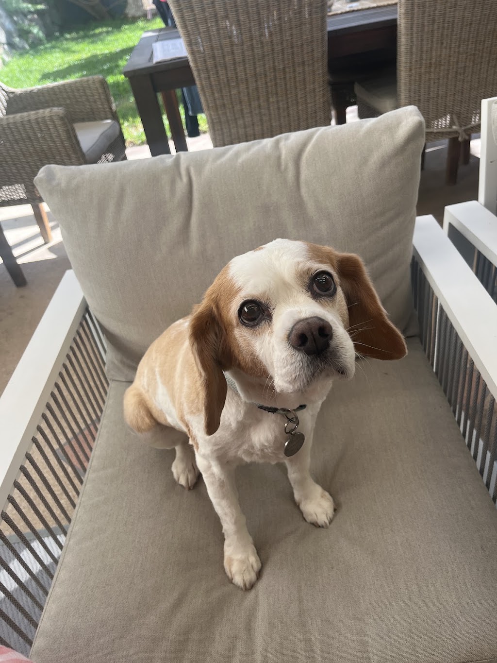 Northern Beaches Pet Care | 7 Foxall St, Elanora Heights NSW 2101, Australia | Phone: 0419 960 096