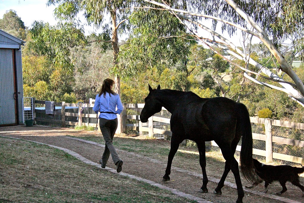 Equine Encounters / Classical Riding Lessons | travel agency | Goldmans Rd, Panton Hill VIC 3759, Australia | 0411098462 OR +61 411 098 462