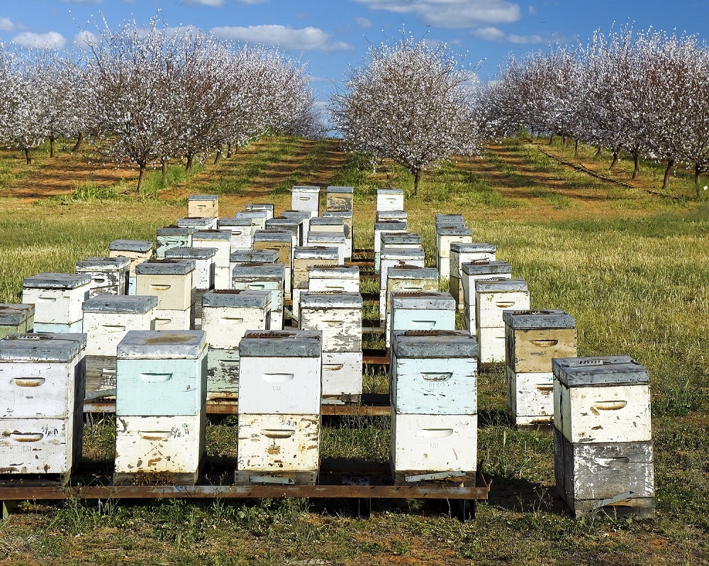 Bee School by Beechworth Honey | 87 Ford St, Beechworth VIC 3747, Australia | Phone: (03) 5728 1433
