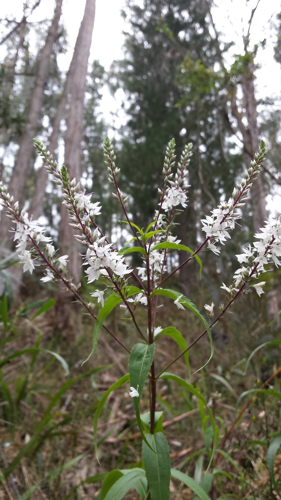 Lerderderg State Park | Bullengarook VIC 3437, Australia | Phone: 13 19 63