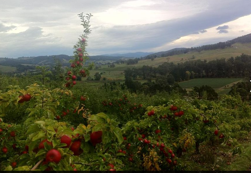 Glenburn Orchards Apples & Cherries | 7254 Channel Hwy, Nicholls Rivulet TAS 7112, Australia | Phone: (03) 6295 1717