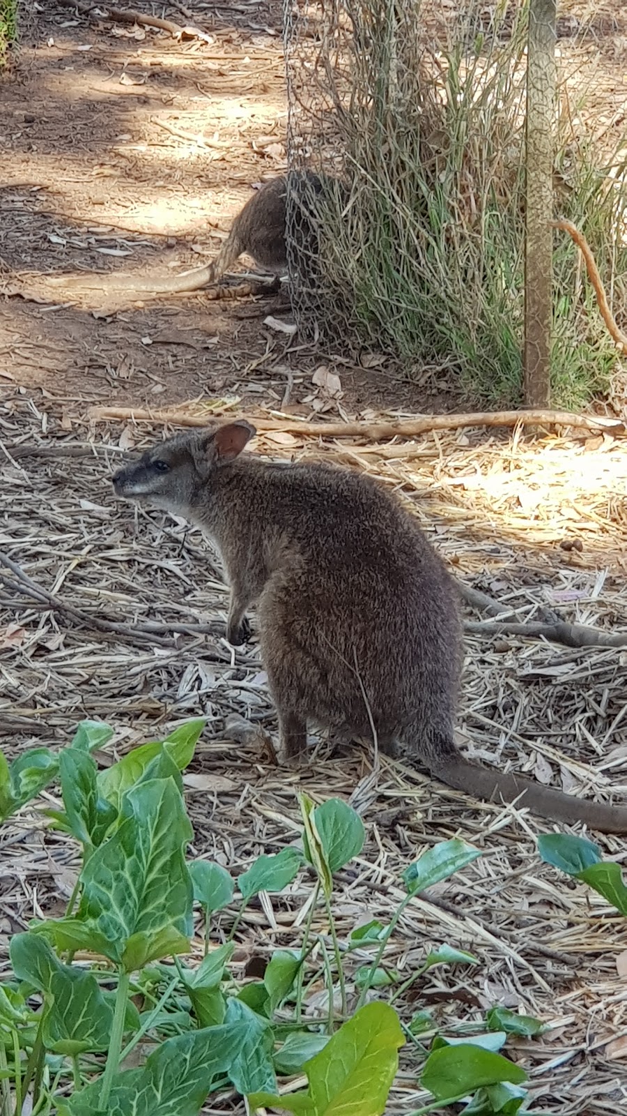 Phillip Island Wildlife Park | zoo | 2115 Phillip Island Rd, Cowes VIC 3922, Australia | 0359522038 OR +61 3 5952 2038