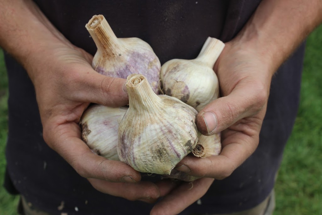 Pure Garlic | Willung S Rd, Gormandale VIC 3873, Australia | Phone: 0466 321 295