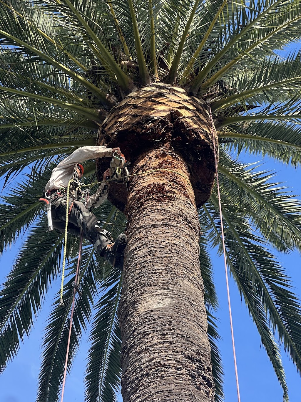 EcoArbor - Tree Care | 72 Surfview Rd, Mona Vale NSW 2103, Australia | Phone: 0412 282 738