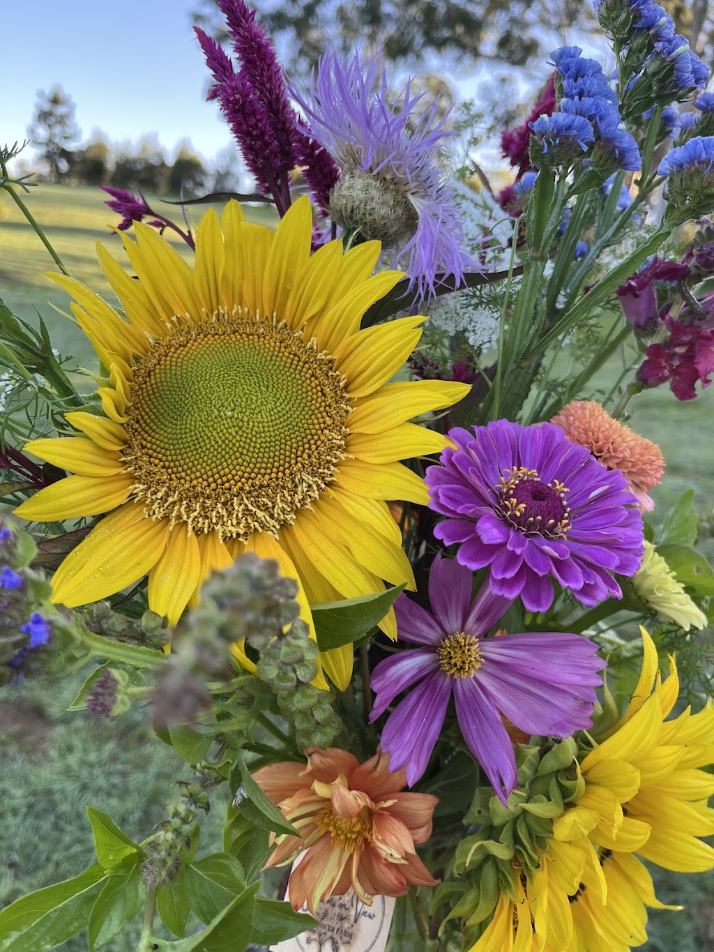 Blooms on View Flower Farm | 2299 Mount Mee Rd, Ocean View QLD 4521, Australia | Phone: 0434 828 825