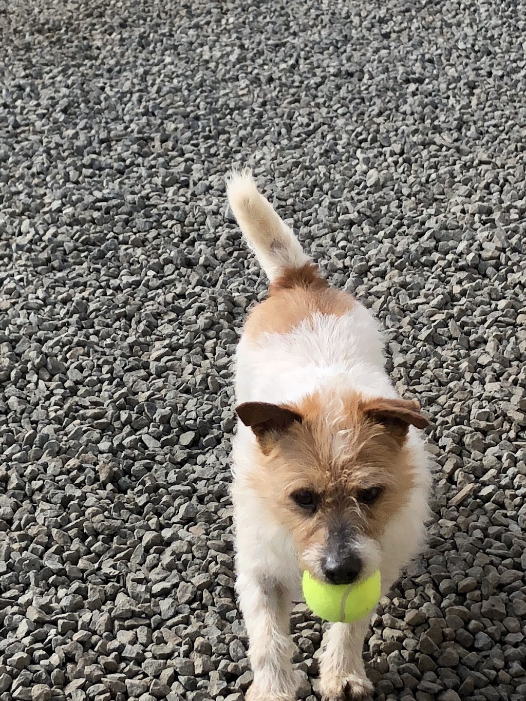 Castle Boarding Kennels | 1640 Bishopsbourne Rd, Longford TAS 7301, Australia | Phone: 0418 546 086