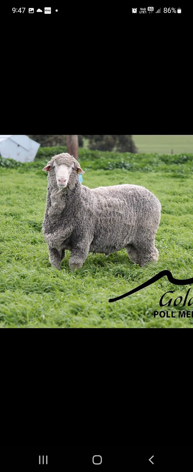 Goldalea Poll Merino Stud | 279 H Hays Rd, Karabeal VIC 3294, Australia | Phone: 0488 943 314